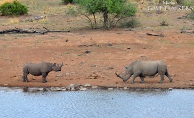 Black-and-White-Rhino